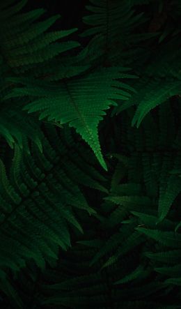 fern, dark, green Wallpaper 600x1024