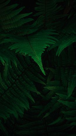 fern, dark, green Wallpaper 640x1136