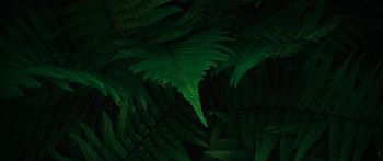 fern, dark, green Wallpaper 2560x1080