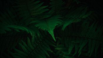 fern, dark, green Wallpaper 1600x900