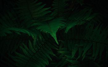 fern, dark, green Wallpaper 1920x1200