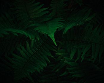 fern, dark, green Wallpaper 1280x1024