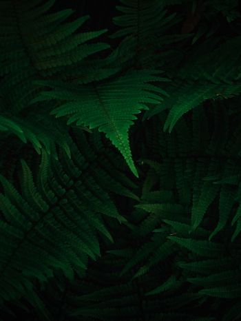 fern, dark, green Wallpaper 1668x2224