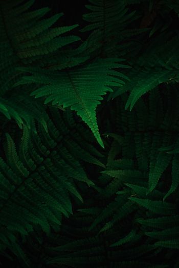 fern, dark, green Wallpaper 640x960