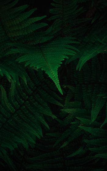 fern, dark, green Wallpaper 1200x1920
