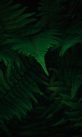 fern, dark, green Wallpaper 1200x2000