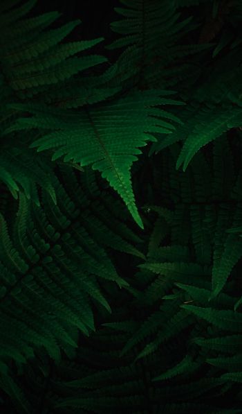 fern, dark, green Wallpaper 600x1024