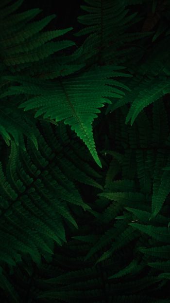 fern, dark, green Wallpaper 1080x1920