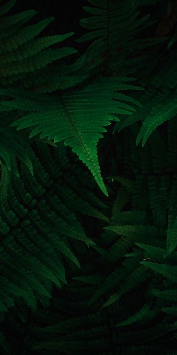 fern, dark, green Wallpaper 720x1440