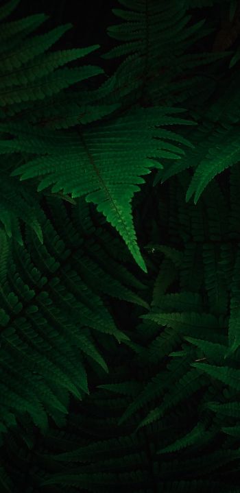 fern, dark, green Wallpaper 1080x2220