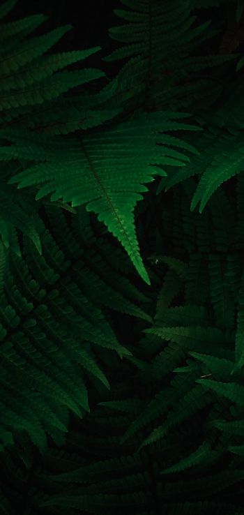 fern, dark, green Wallpaper 720x1520