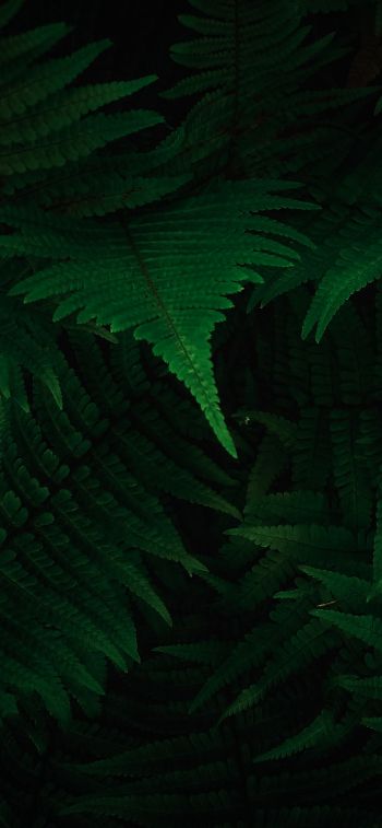 fern, dark, green Wallpaper 828x1792
