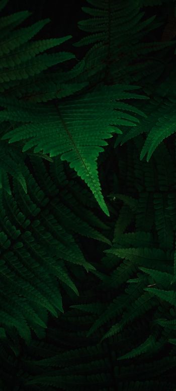 fern, dark, green Wallpaper 720x1600