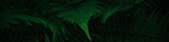 fern, dark, green Wallpaper 1590x400