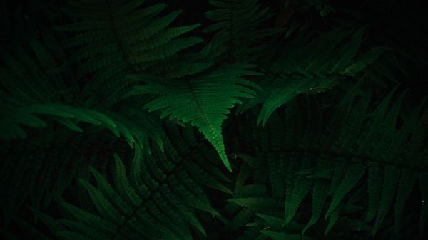 fern, dark, green Wallpaper 2560x1440