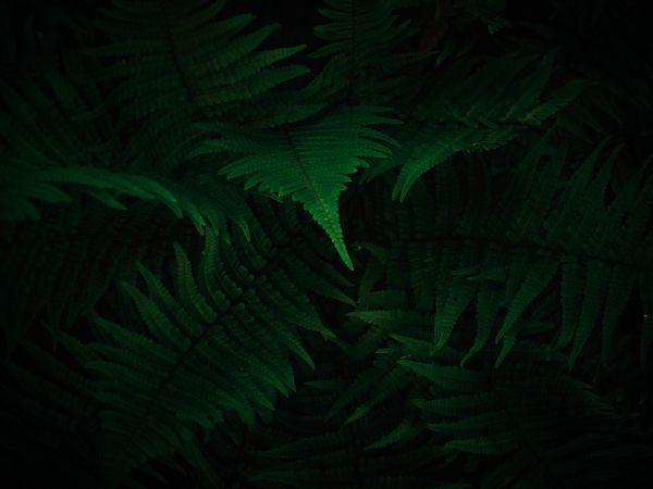 fern, dark, green Wallpaper 3072x2304