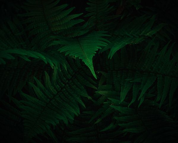 fern, dark, green Wallpaper 1280x1024