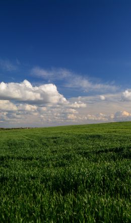 landscape, field, sky Wallpaper 600x1024
