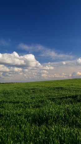 landscape, field, sky Wallpaper 640x1136