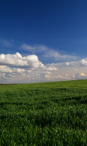 landscape, field, sky Wallpaper 1200x2000