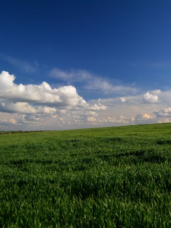 landscape, field, sky Wallpaper 2048x2732