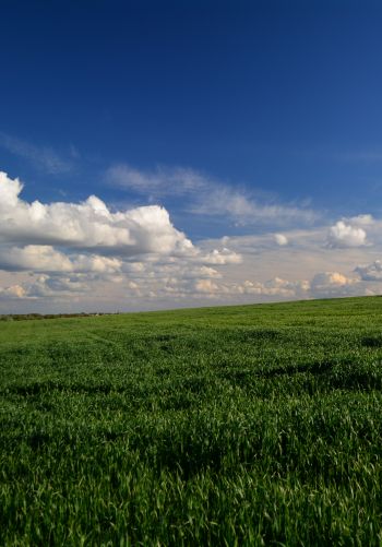 landscape, field, sky Wallpaper 1668x2388