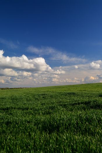 landscape, field, sky Wallpaper 640x960