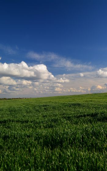 landscape, field, sky Wallpaper 1752x2800