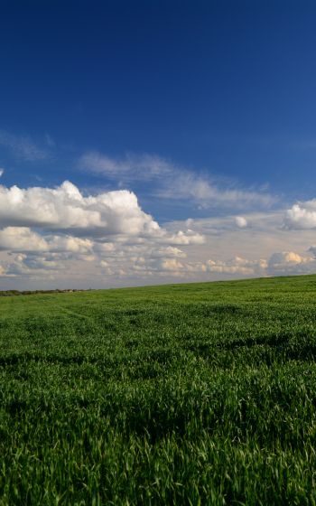 landscape, field, sky Wallpaper 800x1280