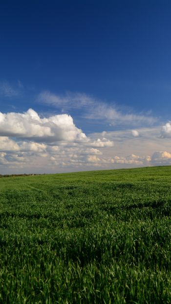 landscape, field, sky Wallpaper 640x1136