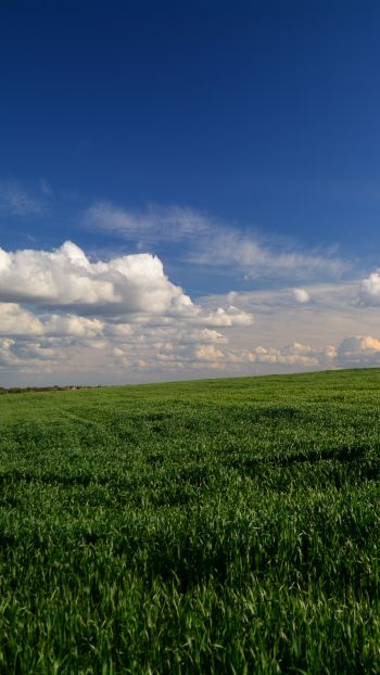 landscape, field, sky Wallpaper 1440x2560
