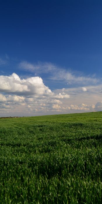 landscape, field, sky Wallpaper 720x1440