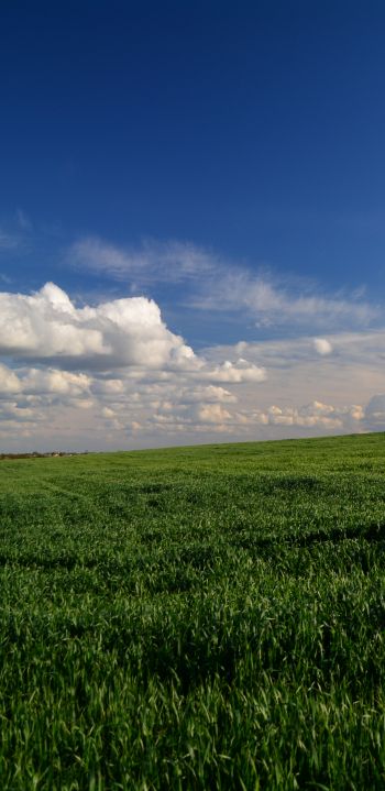 landscape, field, sky Wallpaper 1440x2960