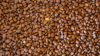 coffee beans, brown Wallpaper 1280x720