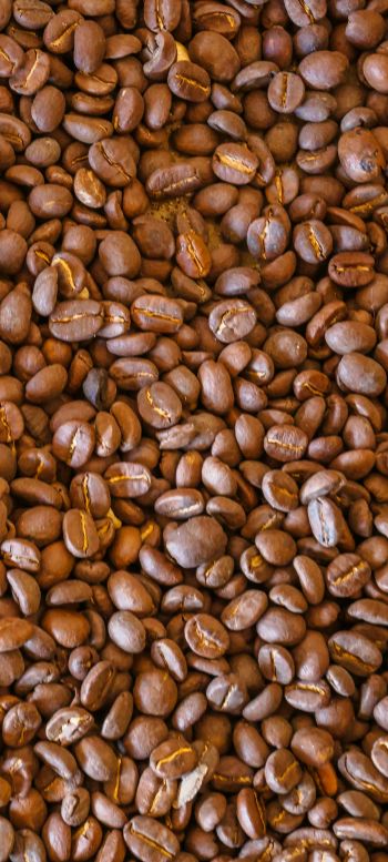 coffee beans, brown Wallpaper 1440x3200