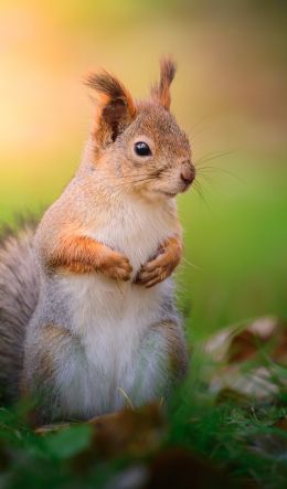 squirrel, rodent, wildlife Wallpaper 600x1024