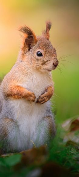 squirrel, rodent, wildlife Wallpaper 1080x2400
