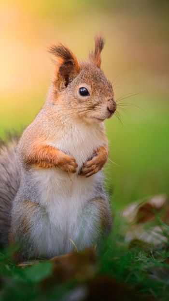 squirrel, rodent, wildlife Wallpaper 640x1136