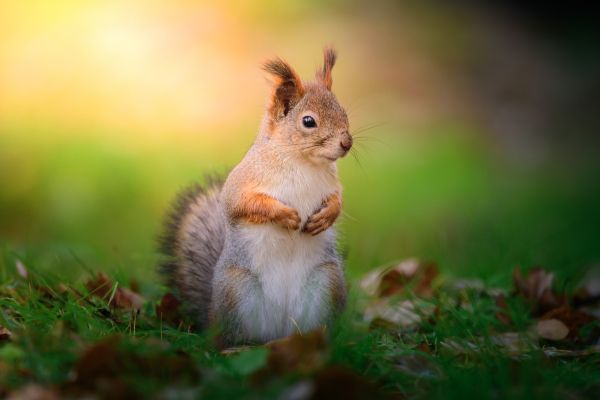 squirrel, rodent, wildlife Wallpaper 6000x4000