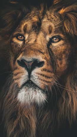 lion, predator, muzzle Wallpaper 2160x3840