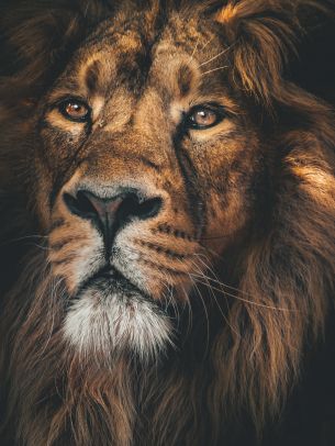 lion, predator, muzzle Wallpaper 2048x2732