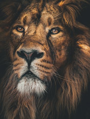 lion, predator, muzzle Wallpaper 1620x2160