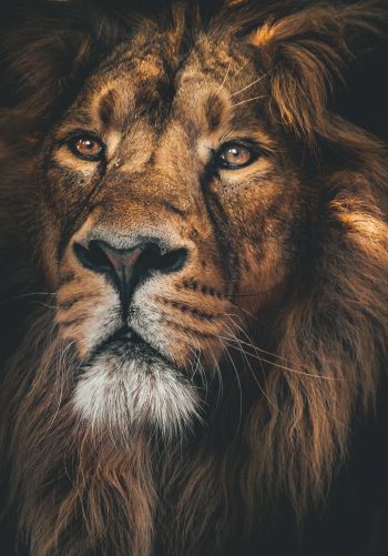 lion, predator, muzzle Wallpaper 1668x2388