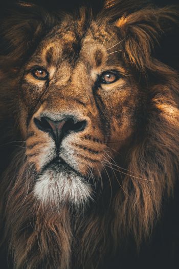 lion, predator, muzzle Wallpaper 640x960