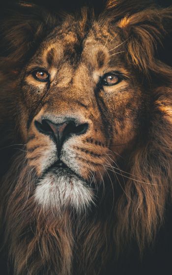 lion, predator, muzzle Wallpaper 1752x2800