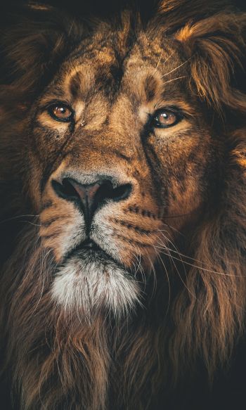 lion, predator, muzzle Wallpaper 1200x2000