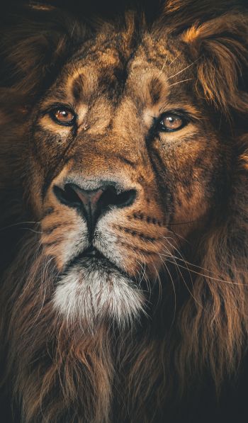 lion, predator, muzzle Wallpaper 600x1024