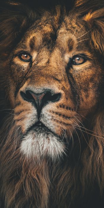 lion, predator, muzzle Wallpaper 720x1440