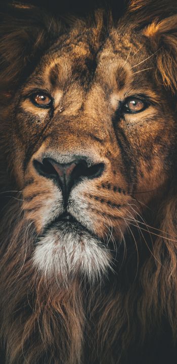 lion, predator, muzzle Wallpaper 1440x2960