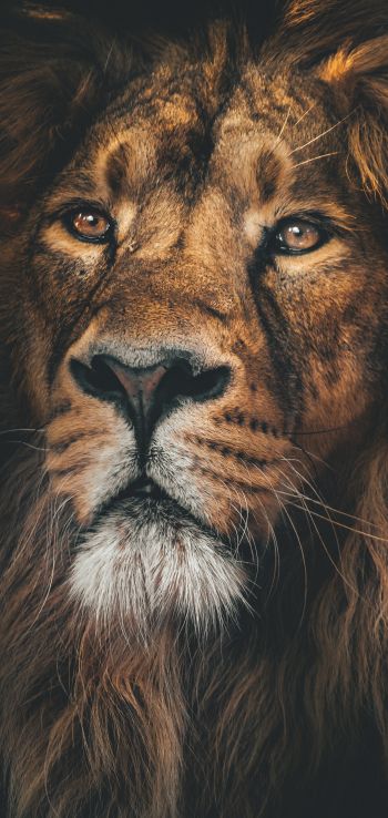 lion, predator, muzzle Wallpaper 1440x3040